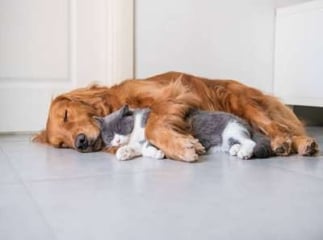 Câlin Chien Chat