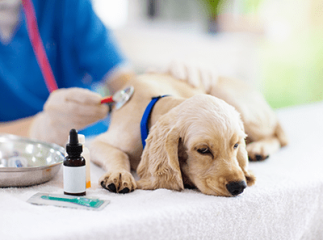 chien chez le vétérinaire
