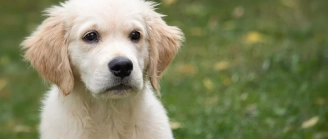 Assurance Golden Retriever