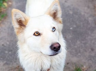 chien albinos