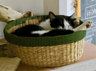 chat panier