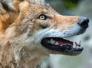 chien claque des dents