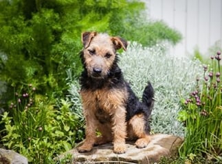 Lakeland terrier