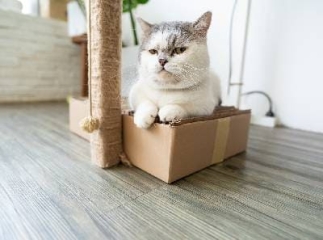 Déménagement avec un chat