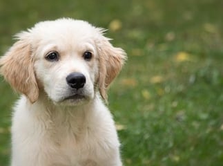 golden retriever