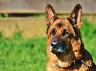chien de cat&eacute;gorie 2