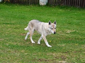 chien-loup tchécoslovaque