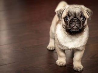 chien peureux