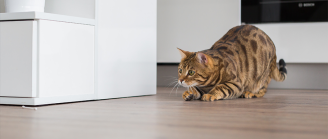 chat à la maison