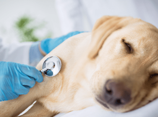 Maladie prostate chien