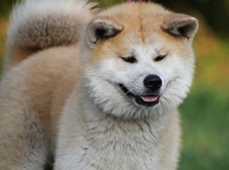 akita inu