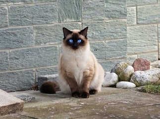 chat Siamois