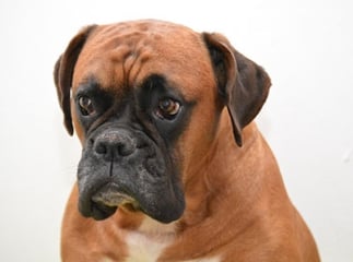 Le boxer