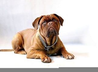 chien mastiff