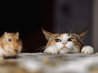 chat et souris