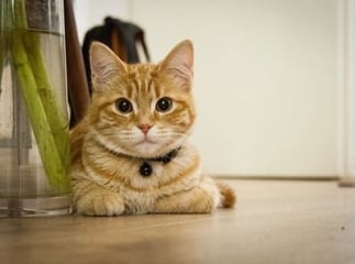 Adopter un chat