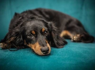 chien épillet