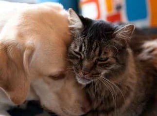 Races de chiens et chats prédisposées aux maladies : quels risques pour votre animal ?