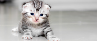 chaton