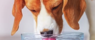 chien qui boit
