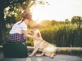 chien vomit jaune