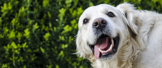 chien excité tire la langue