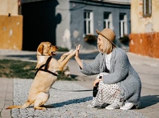 Comparateur d&rsquo;assurance pour animaux