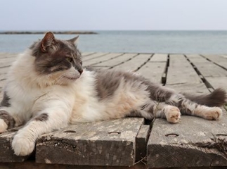 Vacances avec son animal de compagnie