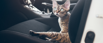 Chat en voiture