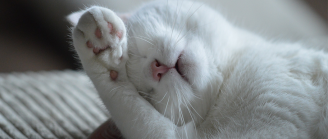 chat allongé