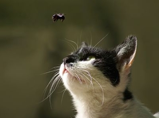 Chat piqué par une abeille