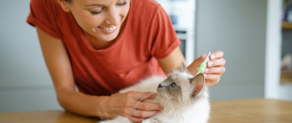 Débarrasser efficacement son chat des puces