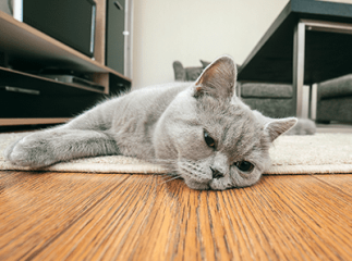 chat oeil qui coule