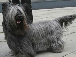 skye terrier