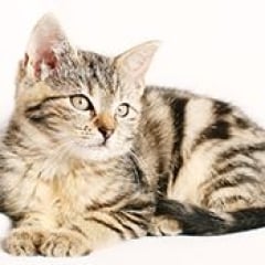 séparation chat