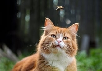 Carrefour Assurance chat piqu&eacute; par une abeille