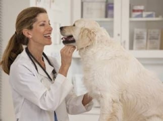 Castration du chien mâle