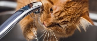 chat boit de l'eau au robinet
