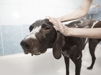 Soins et hygiène du chien