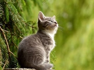 Chaton abandonn&eacute;