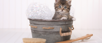 chat dans une bassine pour toilettage