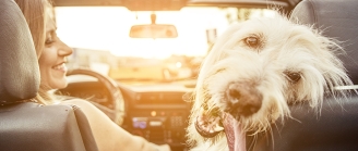 Chien en voiture