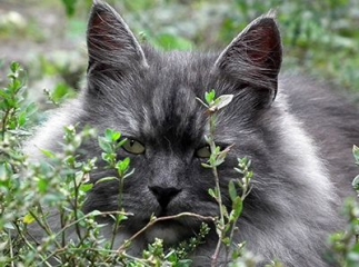 chat sibérien