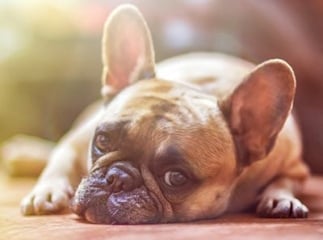 maladies du chien
