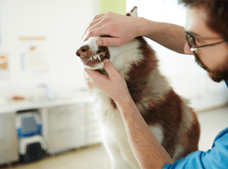 d&eacute;tartrage chien