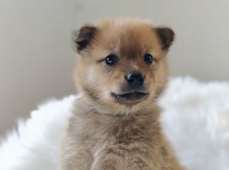 Spitz finlandais