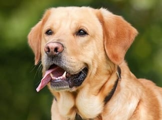 Indemnisation morsure de chien