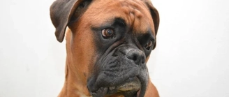 assurance-boxer