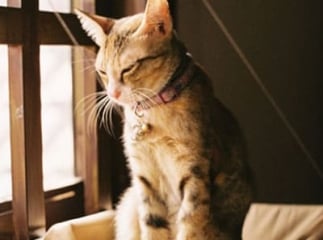 chat risques fenêtres