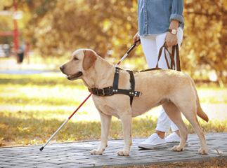 Chien guide pour aveugles